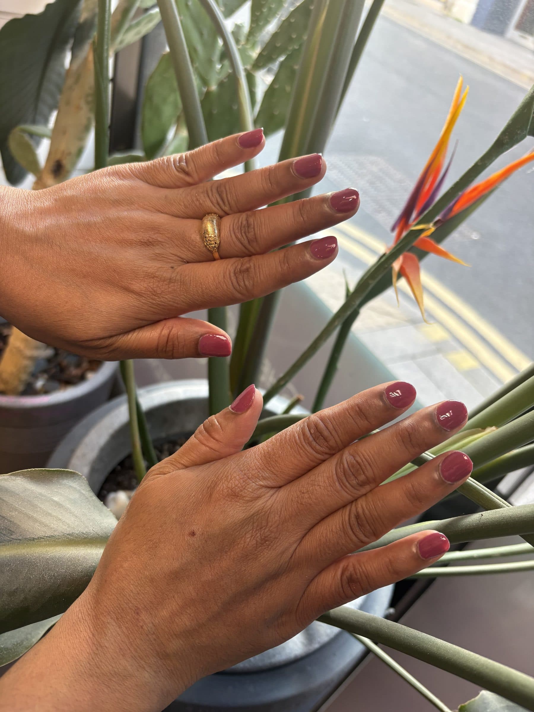 Two hands with short round nails in a glossy mauve rose gel, held open beside a bird of paradise plant.